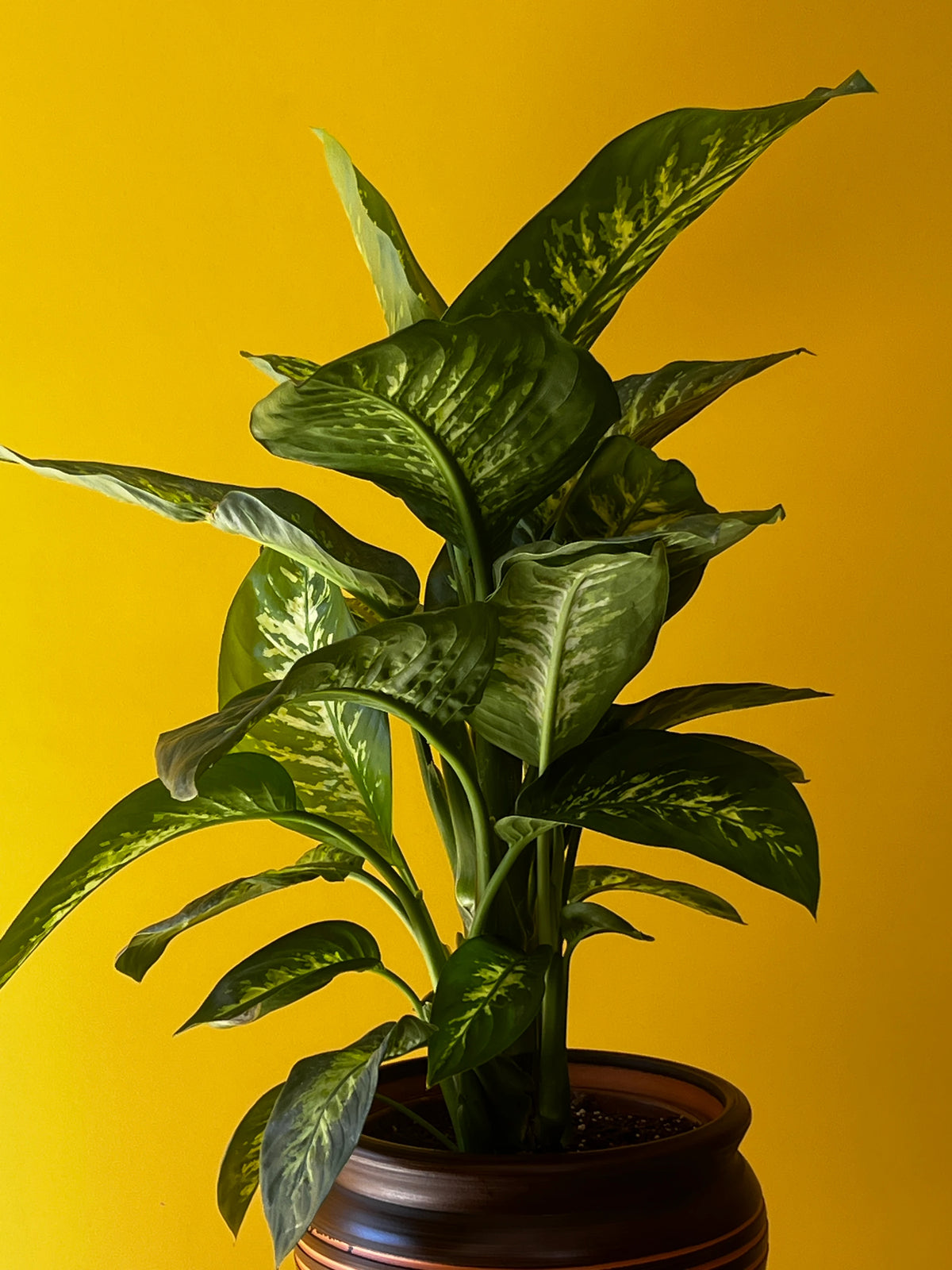 Difenbahya (Dieffenbachia), görsel 5 / 8