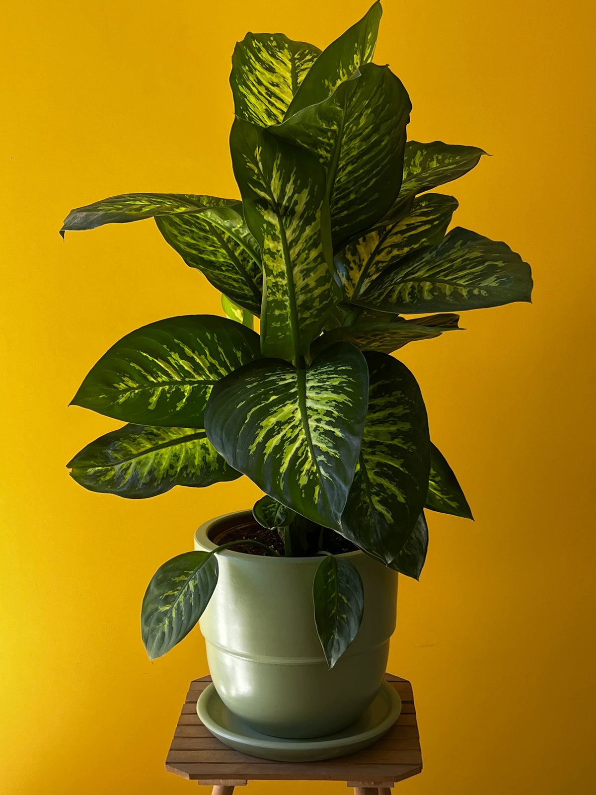 Difenbahya (Dieffenbachia), görsel 6 / 8