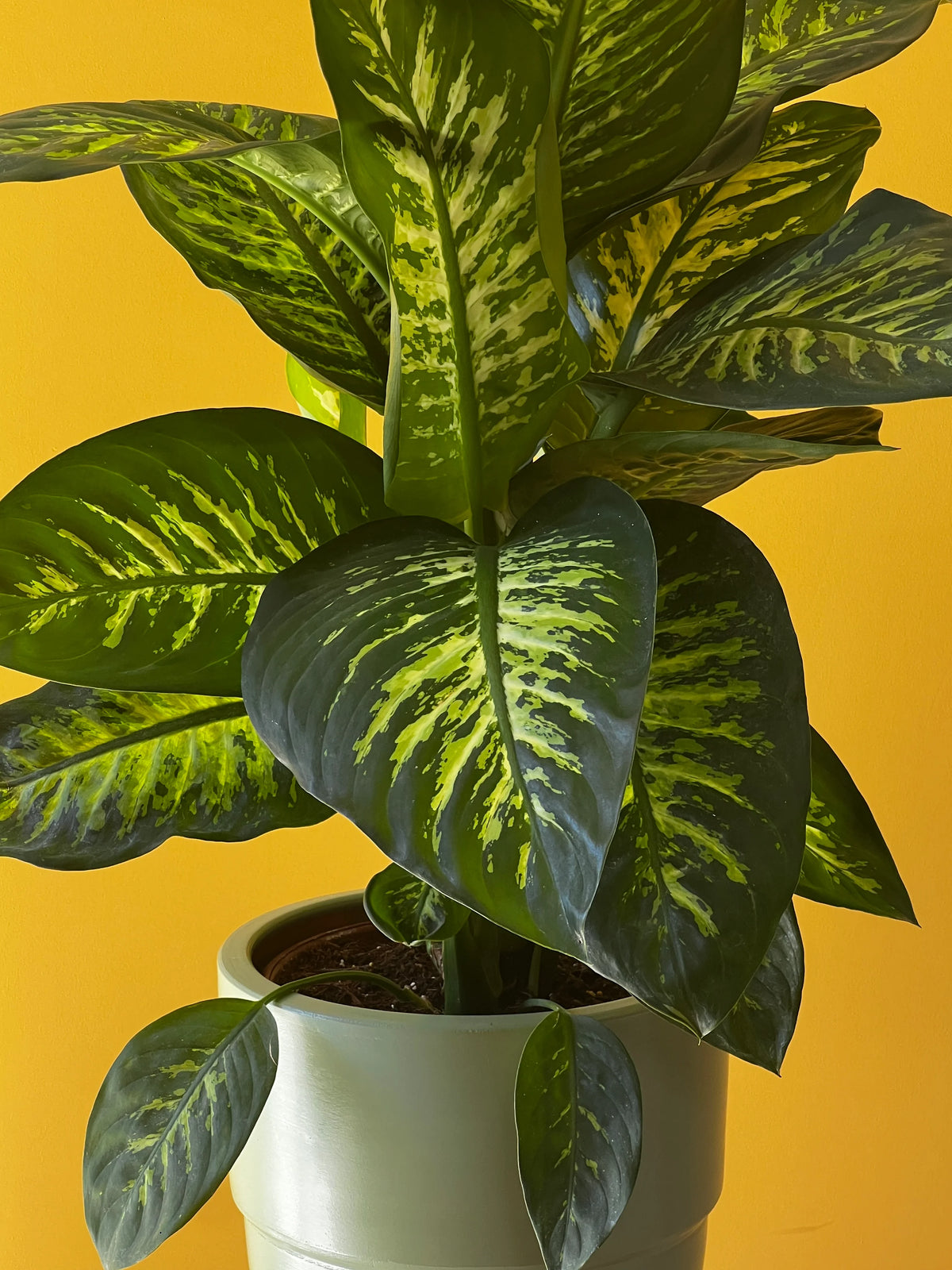 Difenbahya (Dieffenbachia), görsel 7 / 8