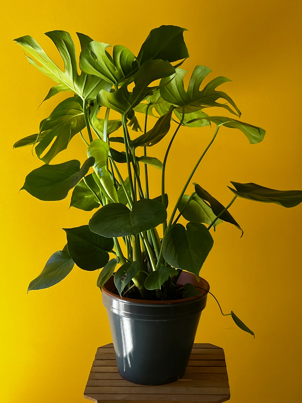 Deve Tabanı (Monstera deliciosa), görsel 1 / 3