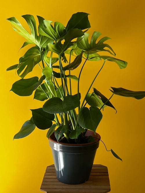 Deve Tabanı (Monstera deliciosa)