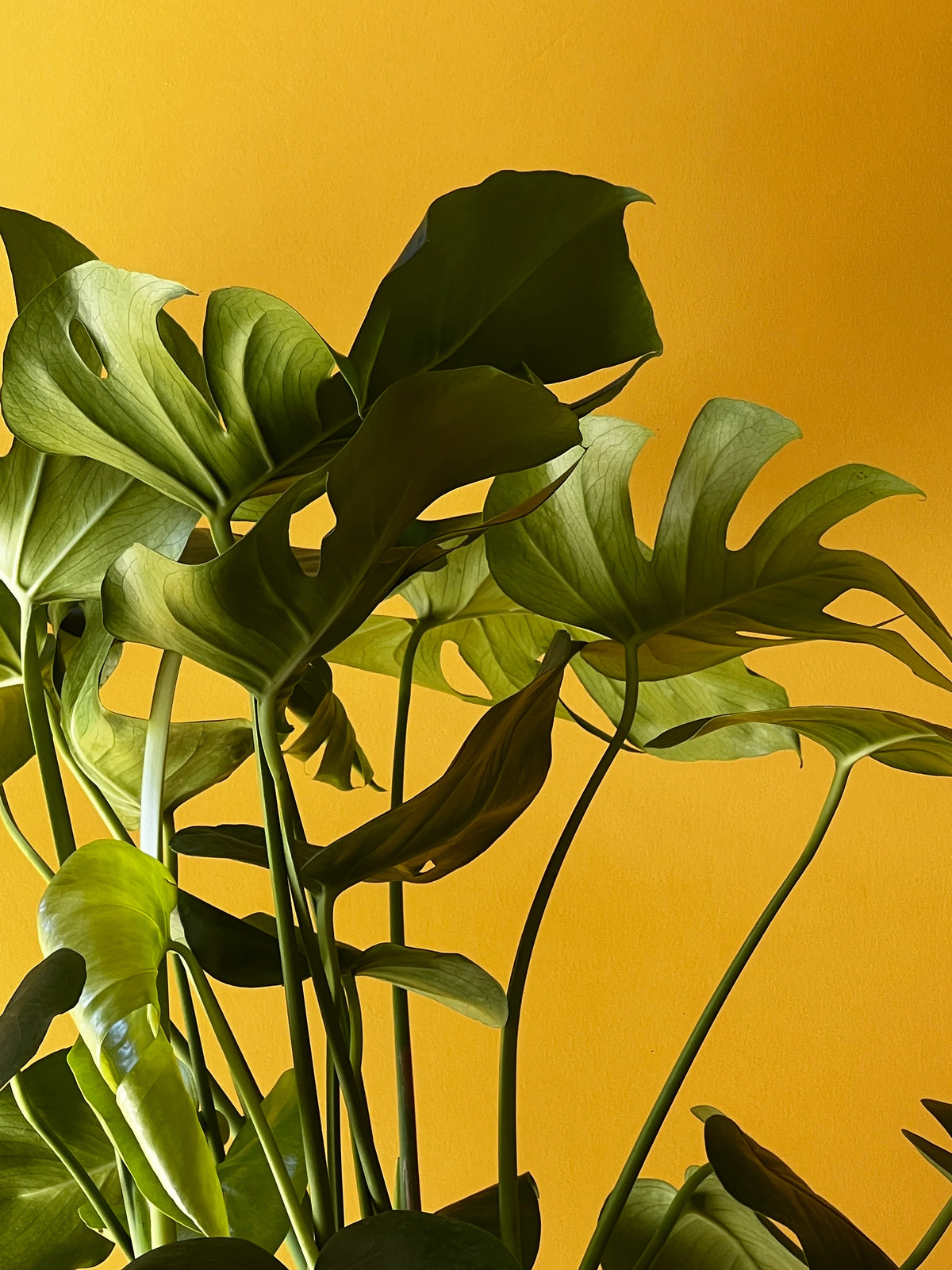 Deve Tabanı (Monstera deliciosa), görsel 3 / 3