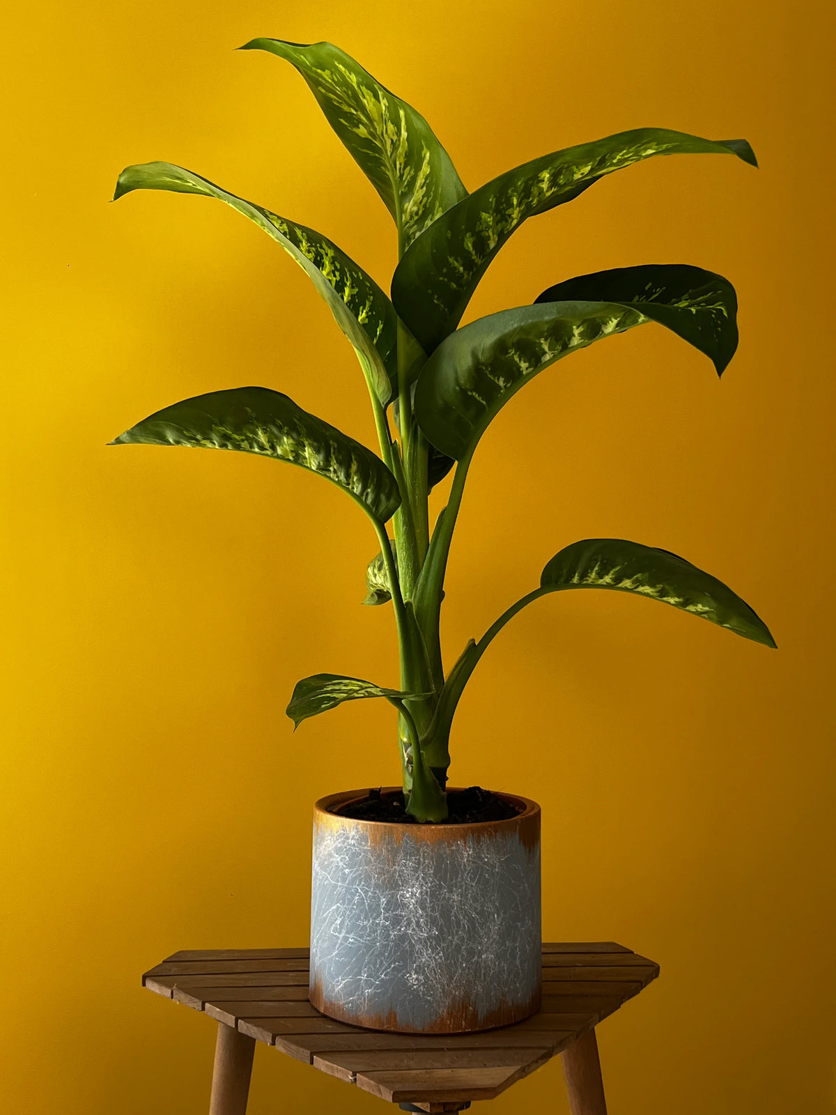 Difenbahya (Dieffenbachia), görsel 8 / 8