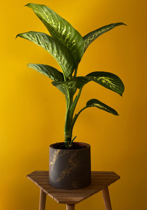 Difenbahya (Dieffenbachia)