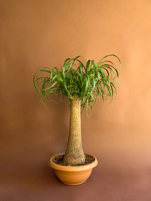 Fil Ayağı (Beaucarnea recurvata)