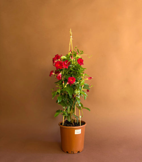 Sandavilla (Mandevilla)