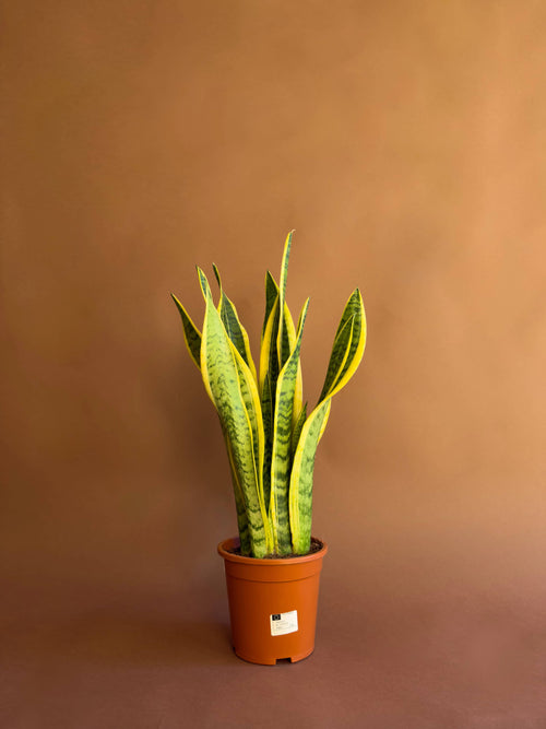 Paşa Kılıcı (Sansevieria trifasciata)