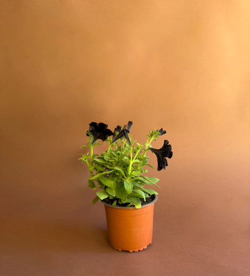 Siyah Petunya (Petunia)