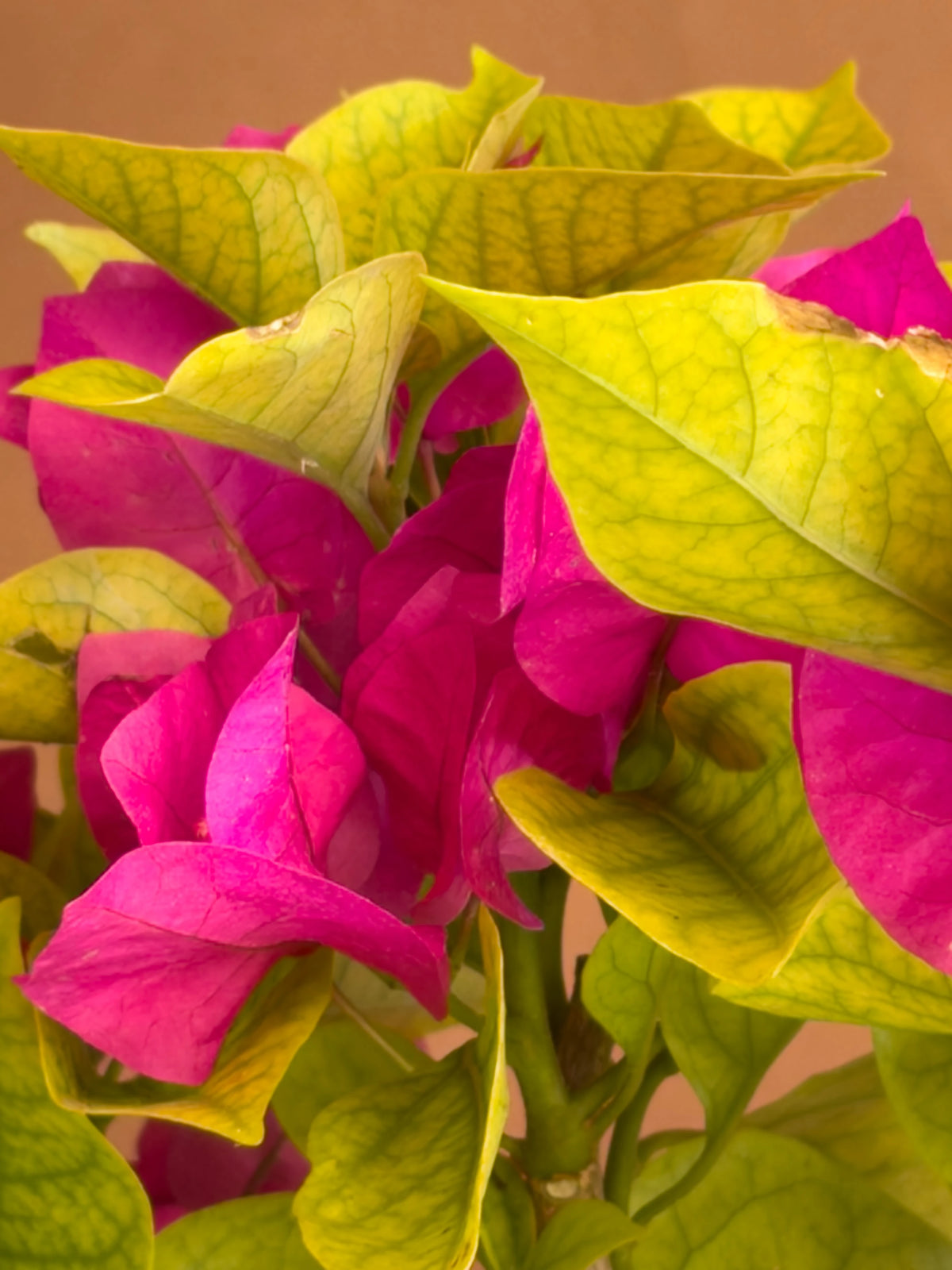 Pembe Begonvil (Bougainvillea), 38 cm, kompakt form, görsel 3 / 3