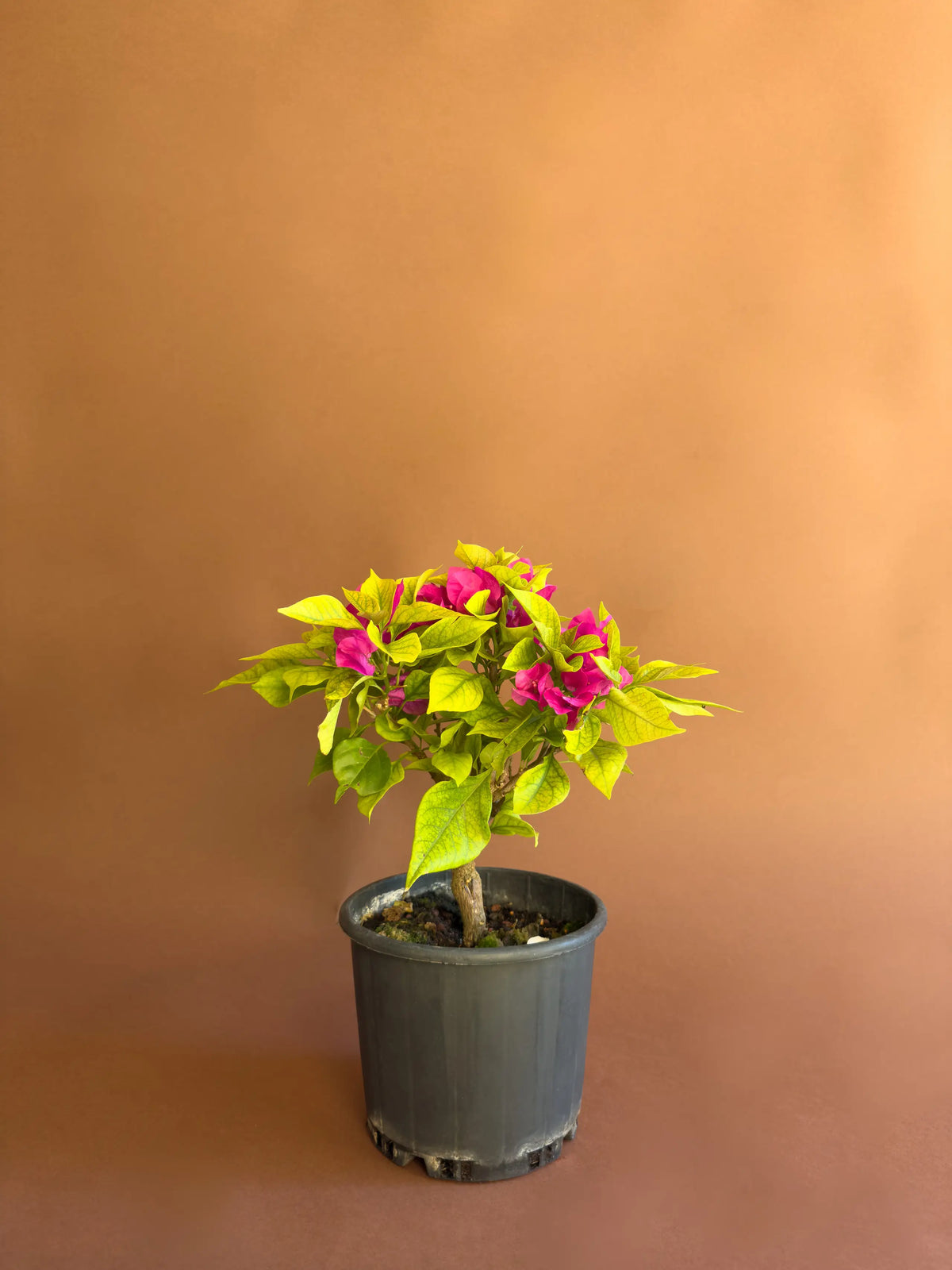 Pembe Begonvil (Bougainvillea), 38 cm, kompakt form, görsel 1 / 3
