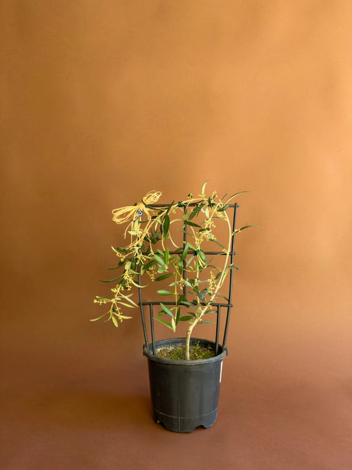 Avrupa Zeytin Ağacı (Olea europaea)