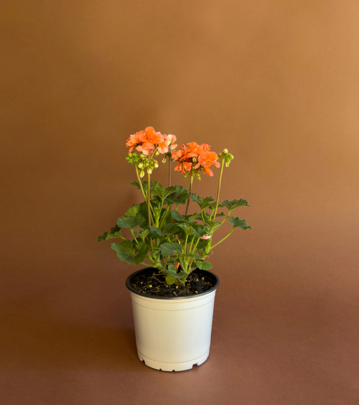Sardunya (Pelargonium), 35 cm, renkli çiçekli form, görsel 7 / 8