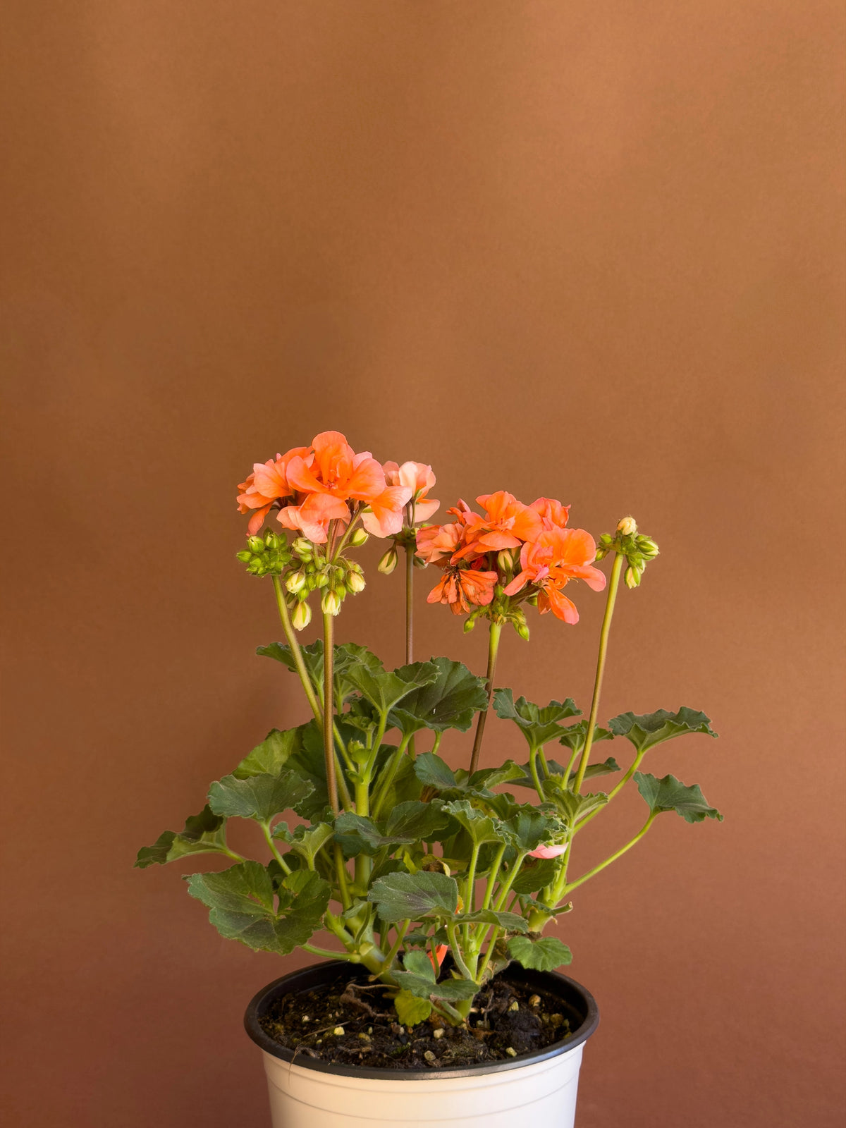 Sardunya (Pelargonium), 35 cm, renkli çiçekli form, görsel 8 / 8