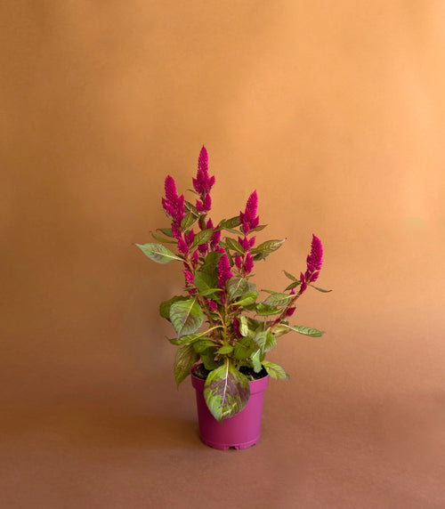 Horoz İbiği (Celosia plumosa)