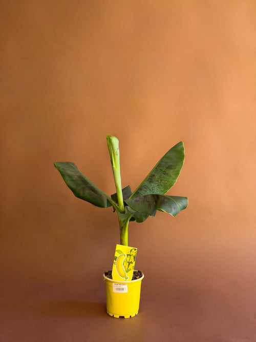 Baby Muz Bitkisi (Musa acuminata)