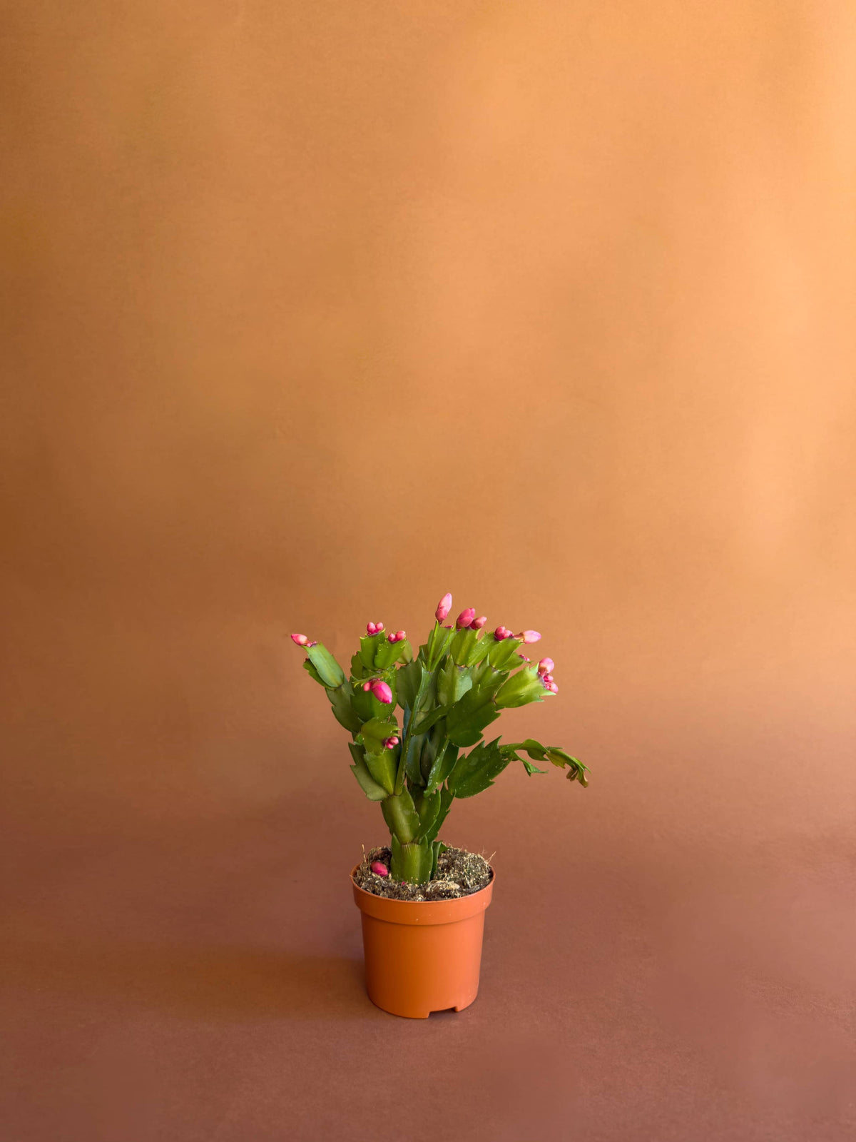 Yılbaşı Kaktüsü (Schlumbergera truncata), 18 cm, pembe çiçekli form, görsel 1 / 5