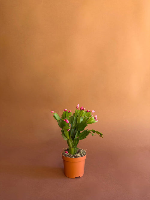 Yılbaşı Kaktüsü (Schlumbergera truncata)
