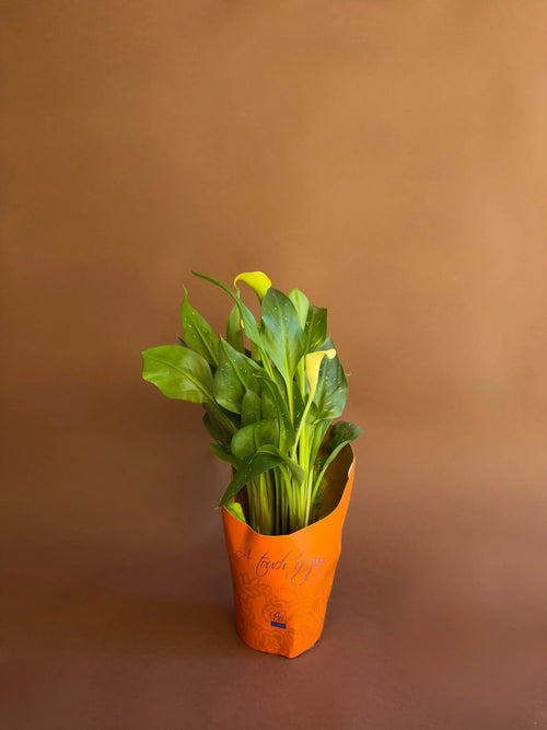 Gala Çiçeği (Zantedeschia)
