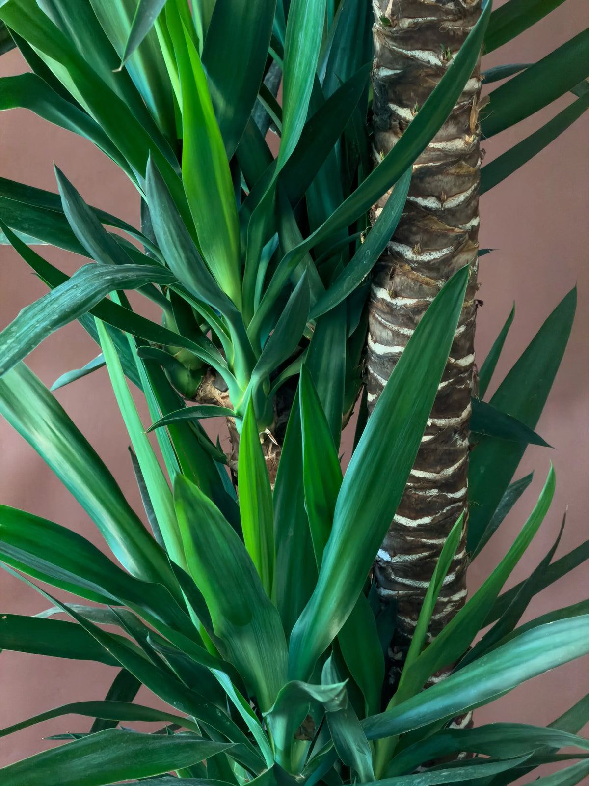 4 Gövdeli Dev Yucca (Yucca elephantipes), Çoklu gövdeli form, görsel 3 / 3