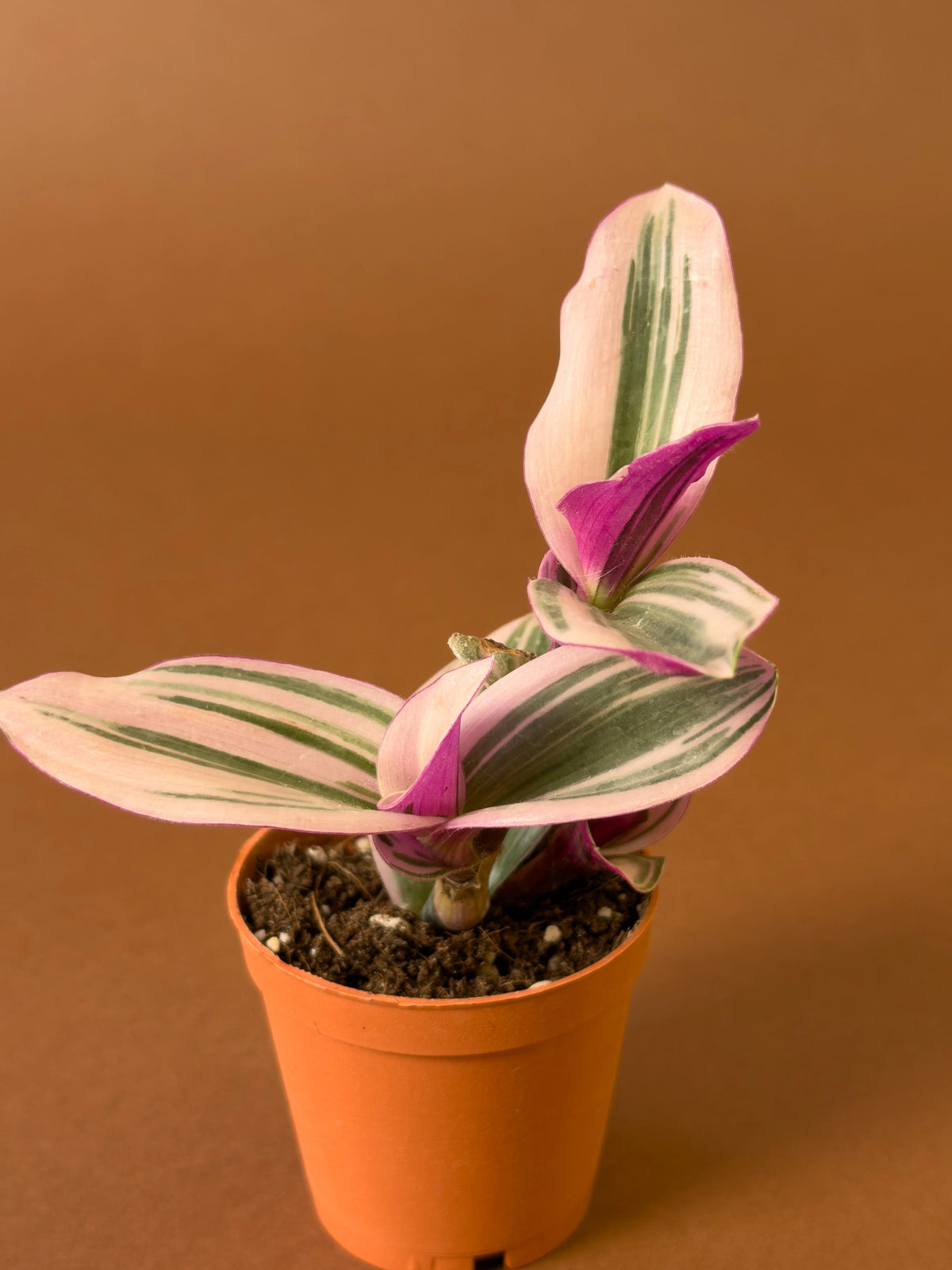 Telgraf Çiçeği (tradescantia 'nanouk'), Mini, görsel 2 / 3