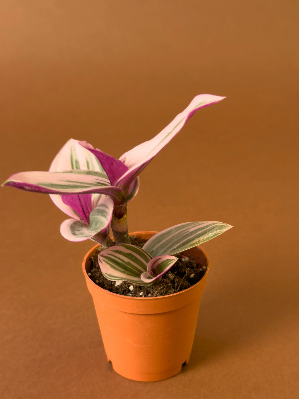 Telgraf Çiçeği (tradescantia 'nanouk'), Mini, görsel 3 / 3