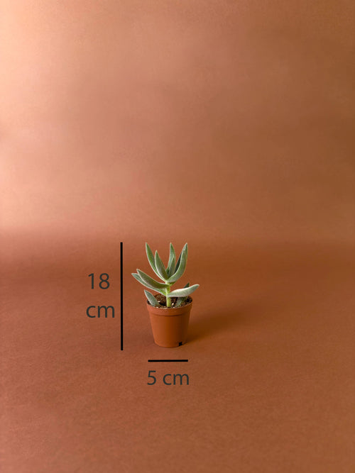 Kedi Dili Sukulent (Crassula mesembryanthemoides)
