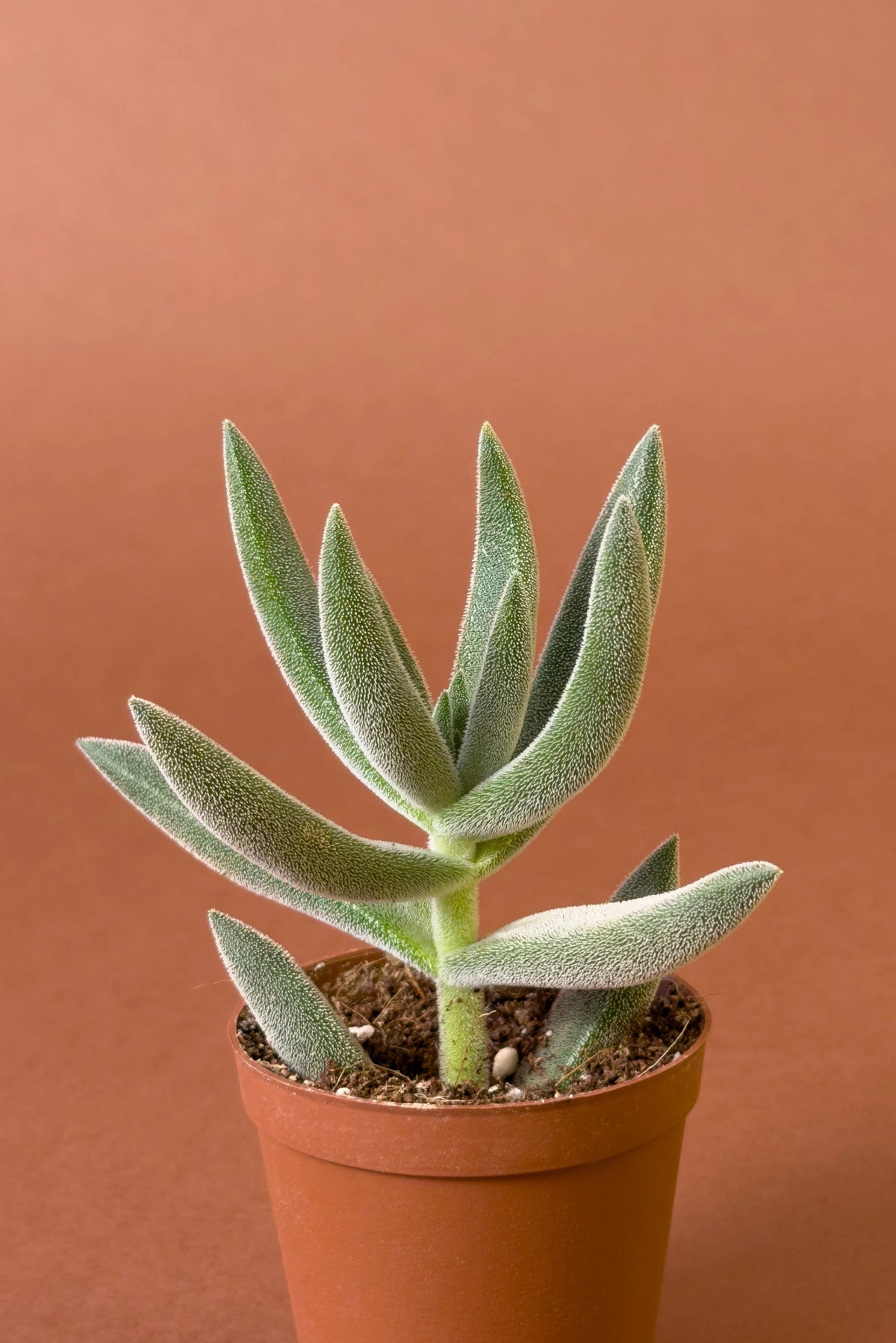 Kedi Dili Sukulent (Crassula mesembryanthemoides), 18 cm, tüylü yapraklı form, görsel 2 / 3