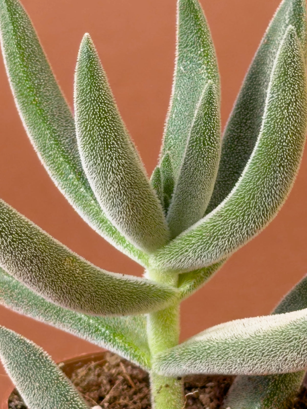 Kedi Dili Sukulent (Crassula mesembryanthemoides), 18 cm, tüylü yapraklı form, görsel 3 / 3