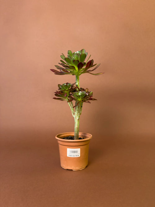 İrlanda Sukulenti (Aeonium arboreum 'atropurpureum')