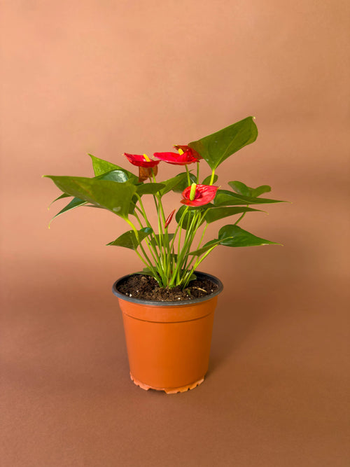 Antoryum (Anthurium andraeanum)