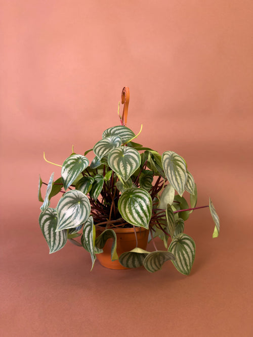 Karpuz Çiçeği (Peperomia argyreia)