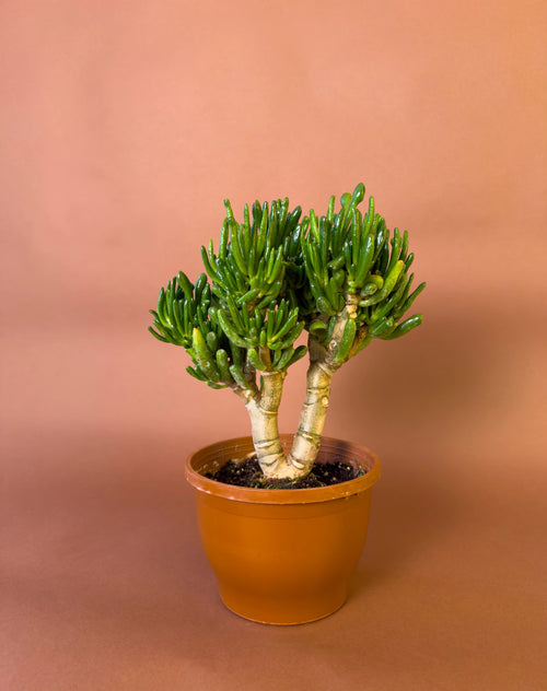 Shrek Kulaklı Para Ağacı (Crassula ovata 'Gollum')