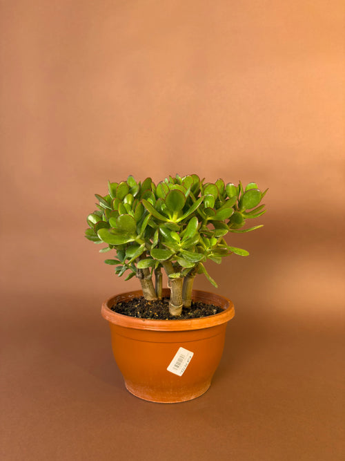 Para Çiçeği (Crassula ovata)