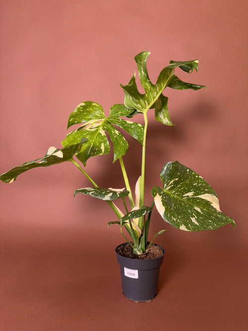 Alacalı Deve Tabanı (Monstera deliciosa 'Thai Constellation')