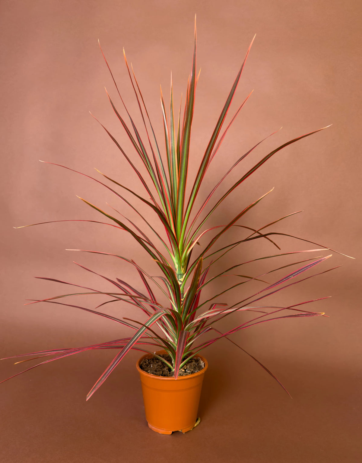 Pembe Drasena (Dracaena marginata 'Colorama'), 70 cm, pembe şeritli yapraklı form, görsel 1 / 3