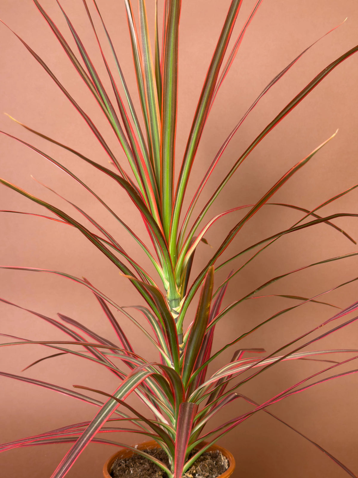 Pembe Drasena (Dracaena marginata 'Colorama'), 70 cm, pembe şeritli yapraklı form, görsel 2 / 3