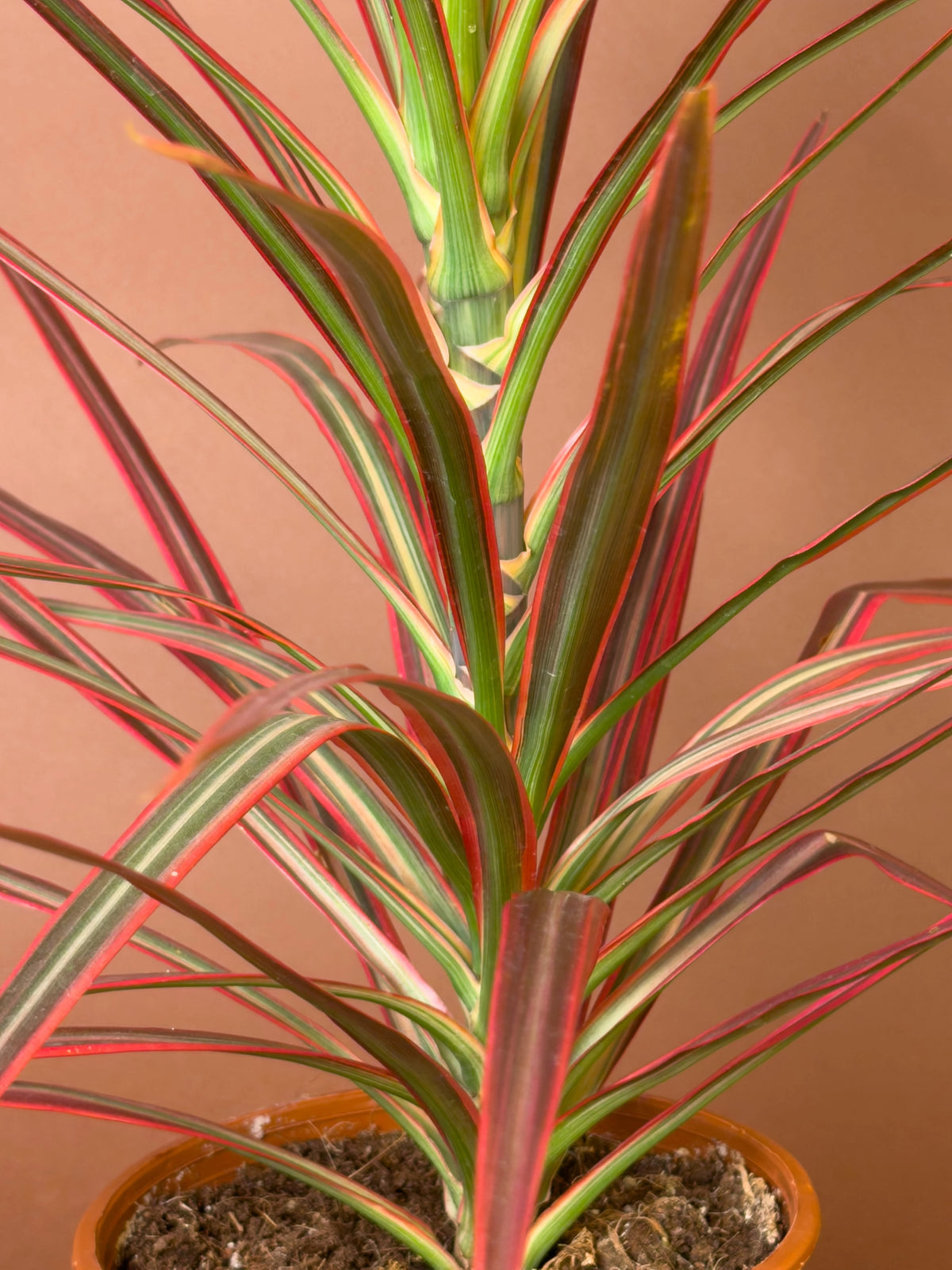 Pembe Drasena (Dracaena marginata 'Colorama'), 70 cm, pembe şeritli yapraklı form, görsel 3 / 3