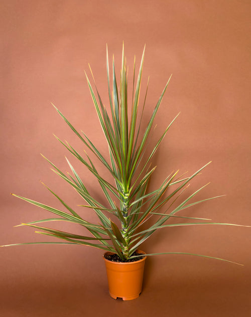 Madagaskar Ejder Ağacı (Dracaena marginata 'Tricolor')
