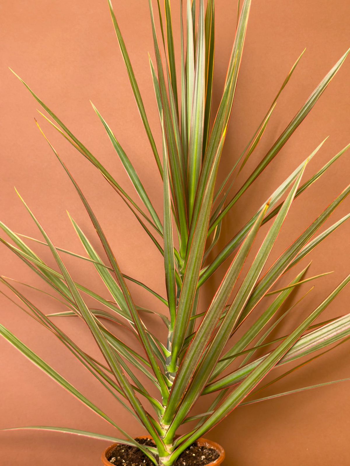 Madagaskar Ejder Ağacı (Dracaena marginata 'Tricolor'), 72 cm, renkli şeritli ince yapraklı form, görsel 2 / 3