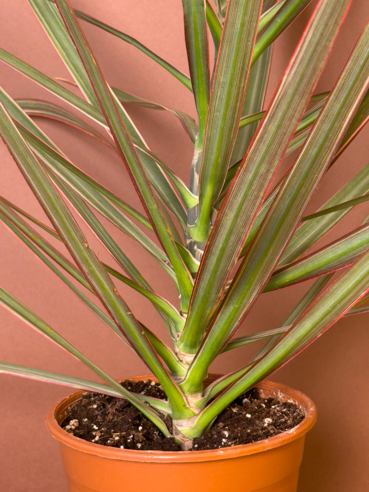 Madagaskar Ejder Ağacı (Dracaena marginata 'Tricolor'), 72 cm, renkli şeritli ince yapraklı form, görsel 3 / 3