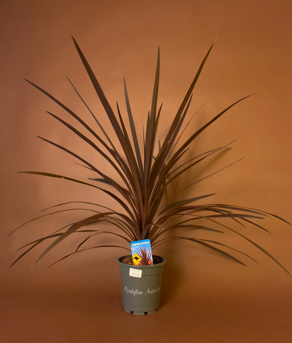 Mürdüm Yapraklı Kordilin (Cordyline australis 'Red Star'), 80 cm, bordo yapraklı form, görsel 1 / 3