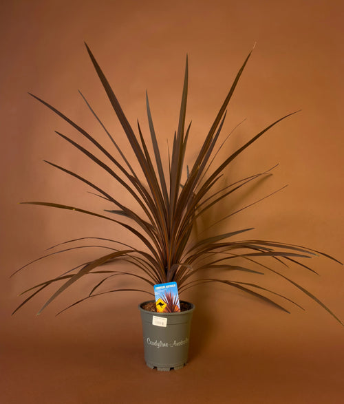 Mürdüm Yapraklı Kordilin (Cordyline australis 'Red Star')