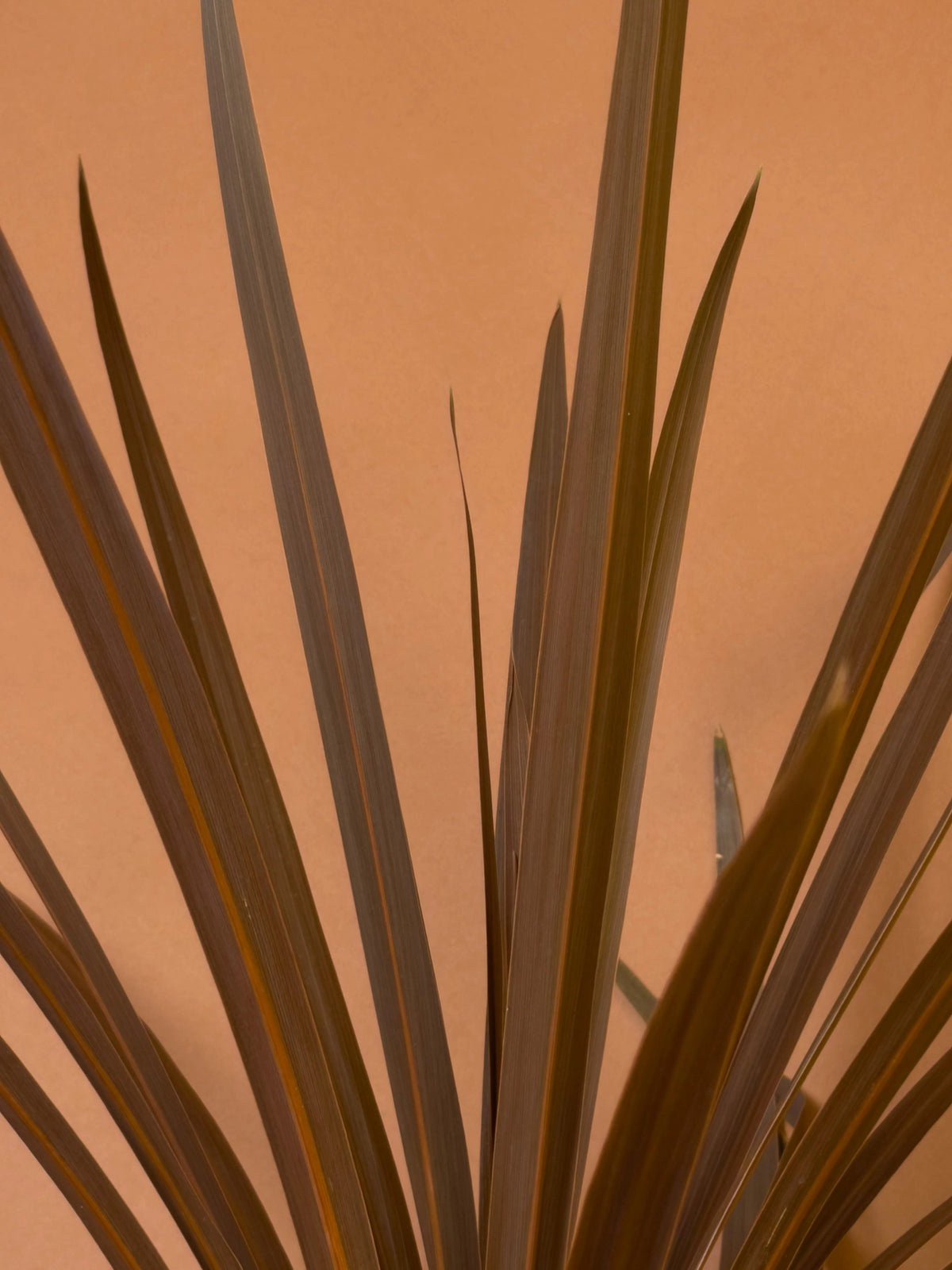 Mürdüm Yapraklı Kordilin (Cordyline australis 'Red Star'), 80 cm, bordo yapraklı form, görsel 3 / 3