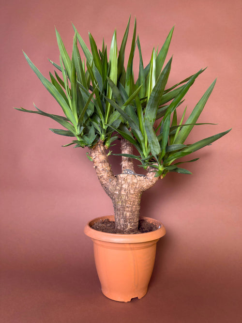 Yucca (Yucca gigantea)