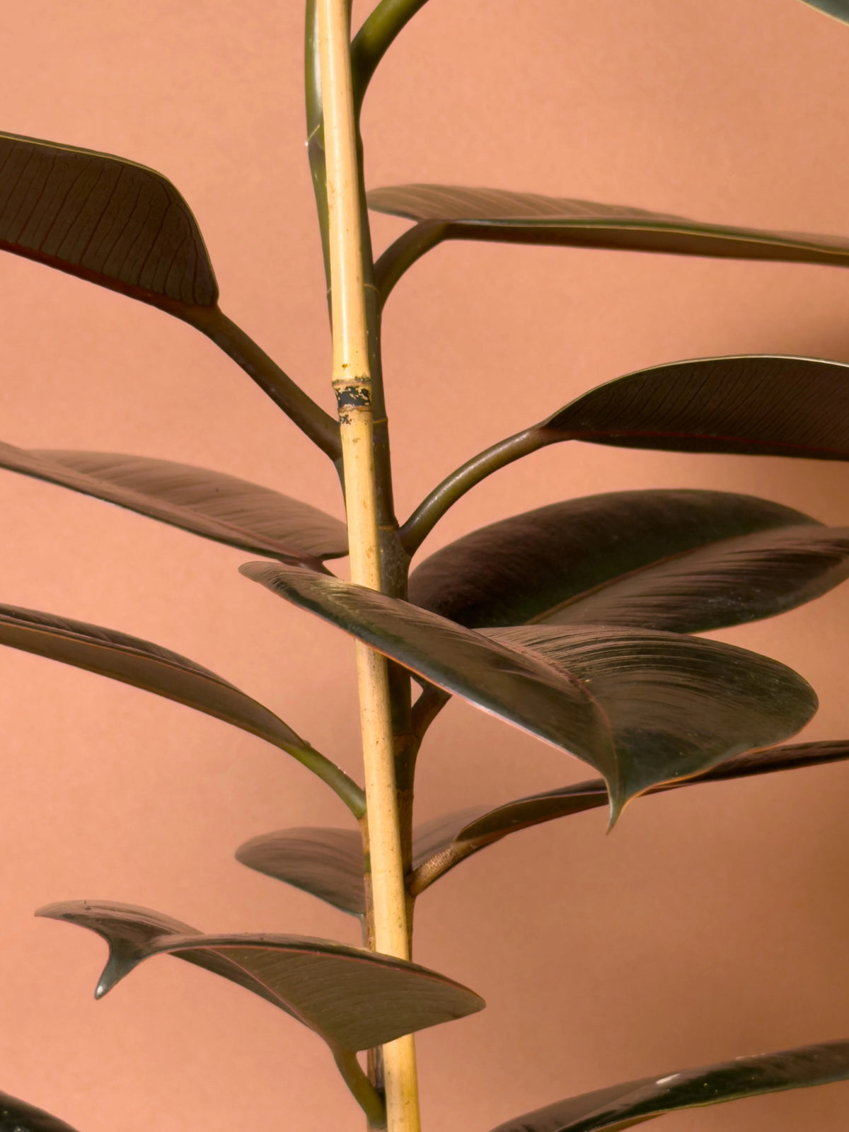 Siyah Kauçuk (Ficus elastica 'Burgundy'), 75 cm, görsel 3 / 3