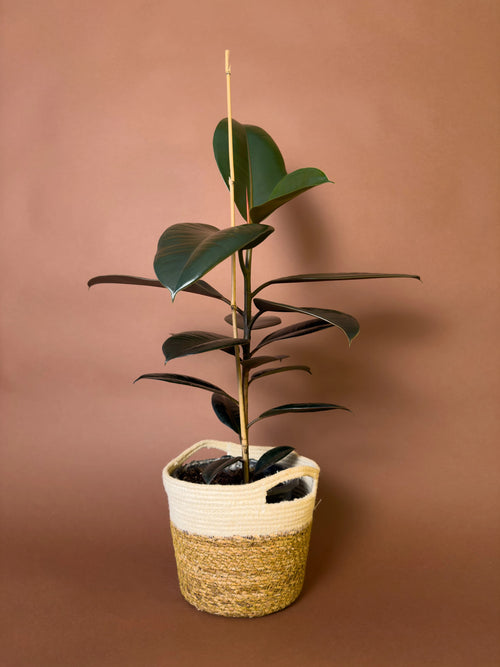 Siyah Kauçuk (Ficus elastica 'Burgundy')