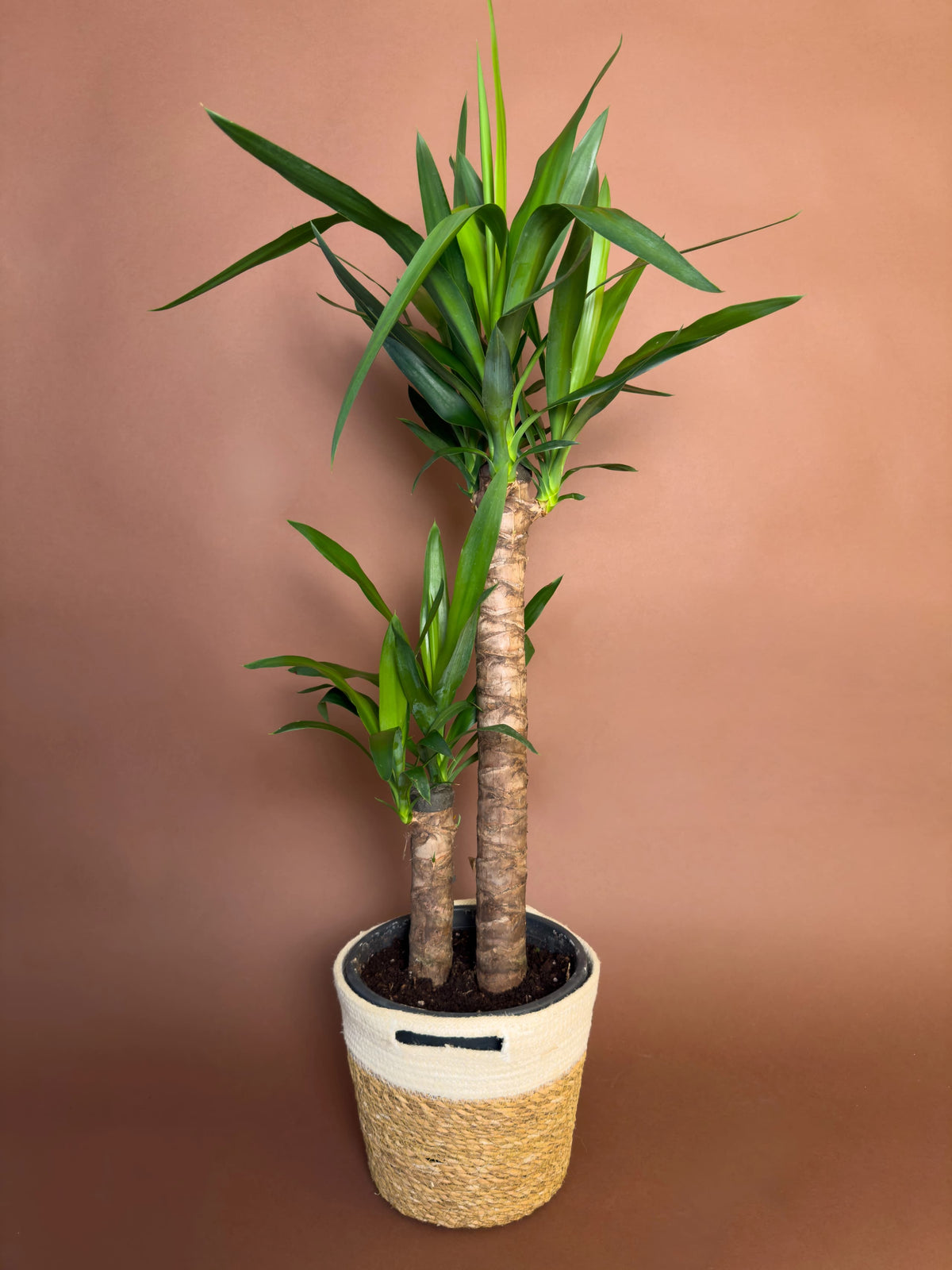 Yucca (Yucca elephantipes), 105 cm, çoklu gövdeli form, görsel 1 / 3