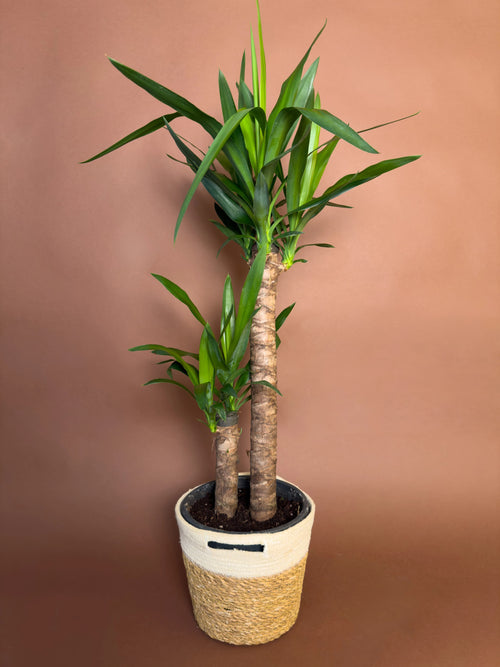 Yucca (Yucca elephantipes)