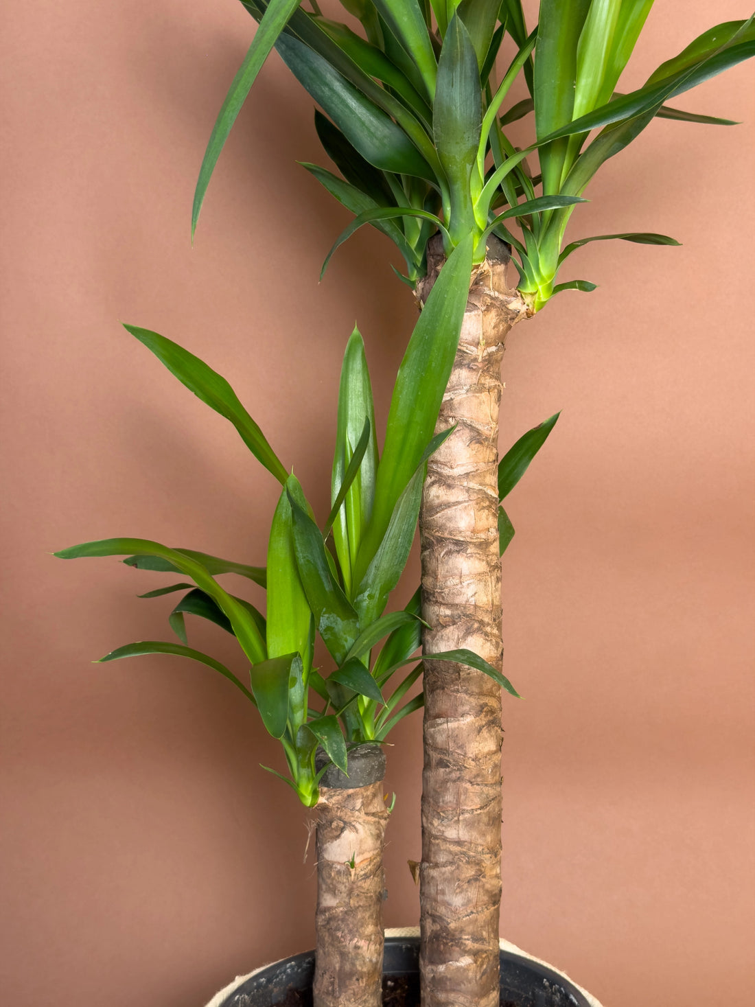 Yucca bakım rehberi