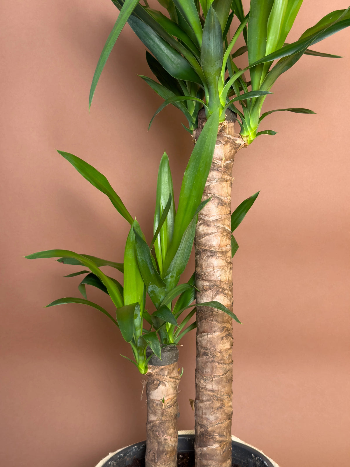 Yucca (Yucca elephantipes), 105 cm, çoklu gövdeli form, görsel 2 / 3